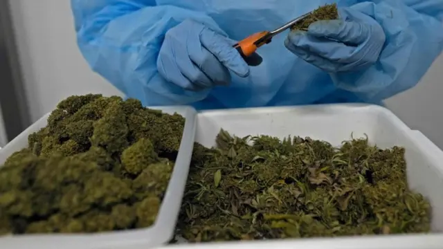 Un travailleur vérifie des fleurs de marijuana à l'entreprise Fidawel dans le département de Canelones, près de Montevideo, le 8 août 2022. (Illustration)