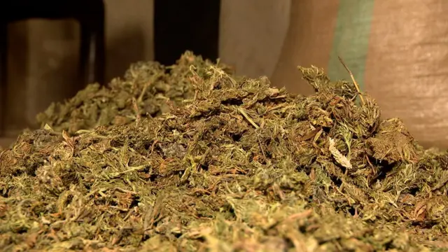 የደረቀ የዕፀ ፋርስ ቅጠል