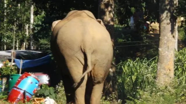 हत्ती शिळं अन्न खाताना