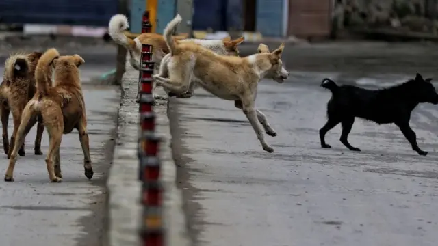 स्ट्रे डॉग