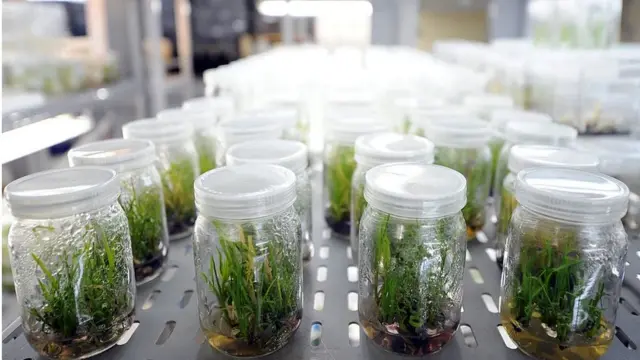 نباتات معدلة وراثيا