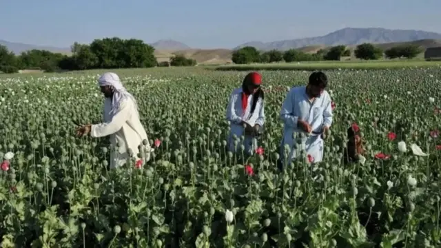 از سال ۲۰۰۲ به این سو، کشت و تولید مواد مخدر در افغانستان پیوسته در حال افزایش بوده است