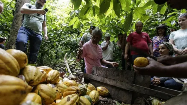 Agricultora manuseia faca ao ladoblaze the mostpilhablaze the mostcacau enquanto é observada por outras pessoas