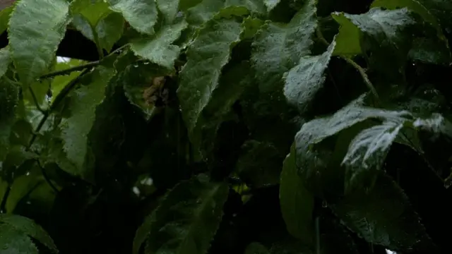 ख़ात्मे की कगार पर भाषा, पॉलीनेशिया, रोंगोरोंगो लिपि, दुर्लभ लकड़ी, न्यूज़ीलैंड, प्रशांत महासागर, जज़ीरा, दक्षिणी प्रशांत महासागर, रापा नुई, सांस्कृतिक विरासत