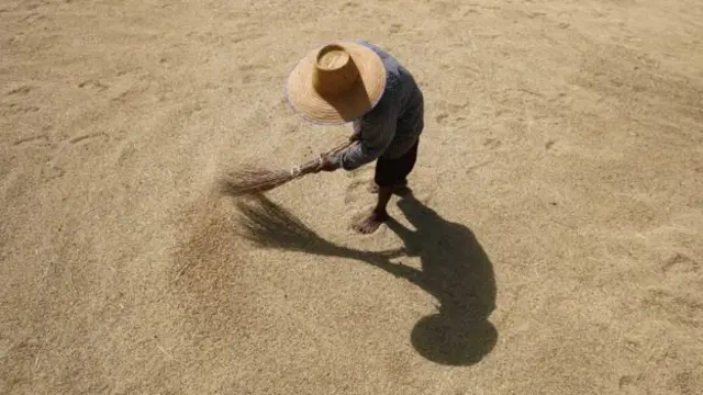 စပါးလှေ့နေတဲ့ လယ်သမား တဦး