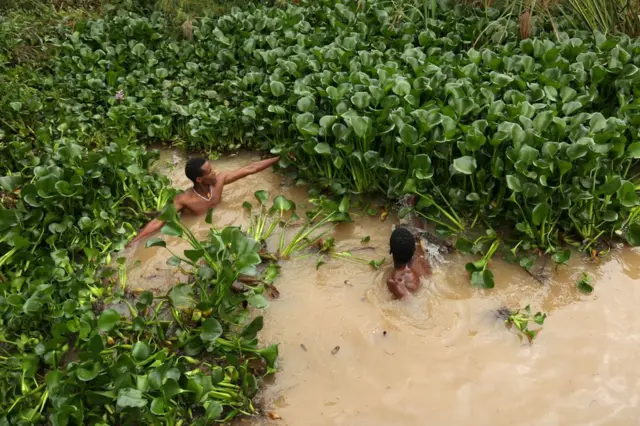 People manually remove water hyacinth weed from Lake Tana in Bahir Dar, Amhara region in northern Ethiopia, September 1, 2017. Picture taken September 1, 2017.