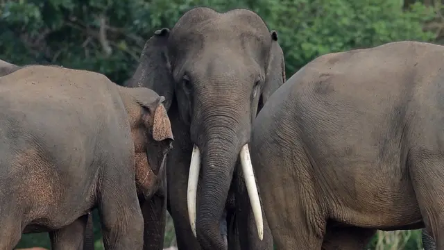 ශ්‍රී ලංකාවේ අලි