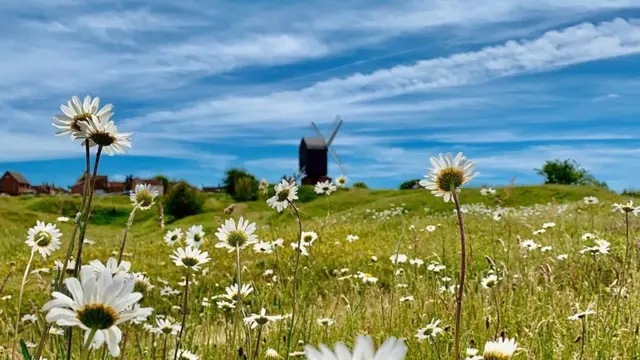 Summer daisies in Brill, Buckinghamshire, by Weather Watcher Tora.
