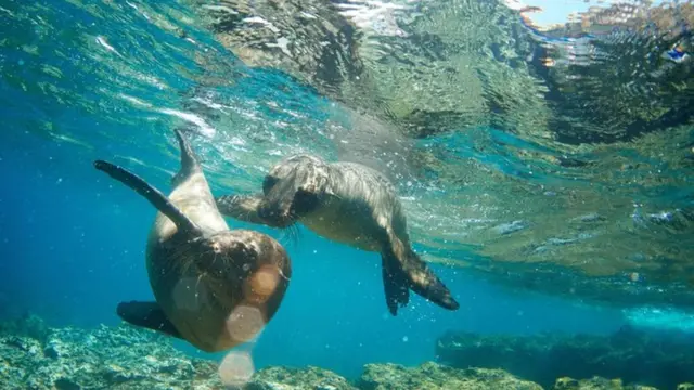 Leones marinos en las Islas Galápagos