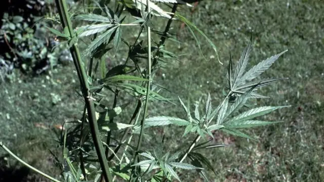 ต้นกัญชา