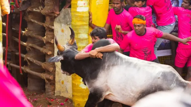 ஜல்லிக்கட்டு