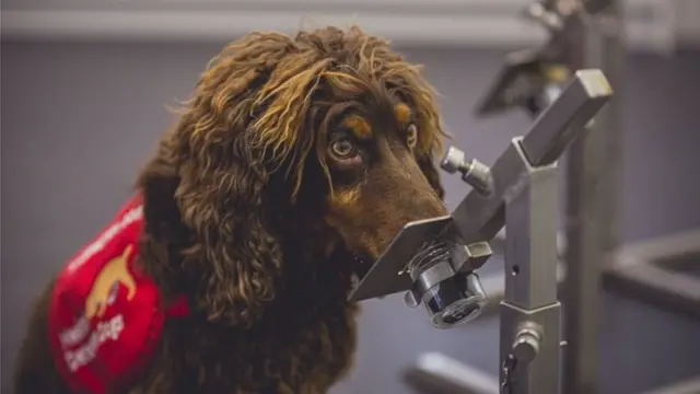 Anjing dapat mengendus Covid dalam hitungan detik.