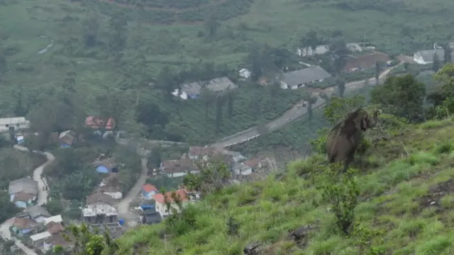 மனஅழுத்தத்தால் இனப்பெருக்க சிக்கலில் தமிழக யானைகள்