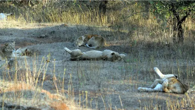 एशियाई बाघ