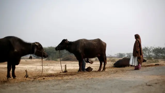 وگی درا