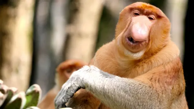 Bekantan (Nasalis larvatus) adalah salah satu satwa yang tinggal di hutan mangrove Kalimantan yang statusnya terancam punah oleh IUCN.
