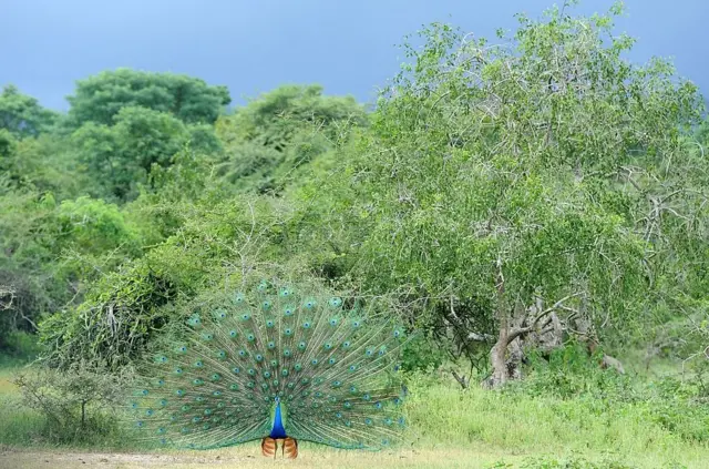 ''වියළි කලාපයේ යාල, විල්පත්තු, හම්භන්තොට වගේ සමහර ප්රදේශ සහ යාපනය ගත්තොත් Unique endamic තත්වයක් දැකගන්න පුළුවන්''