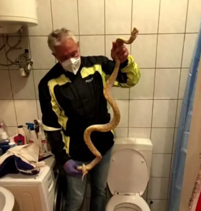 Пітон виповз з унітазу і вкусив чоловіка, що сидів у туалеті