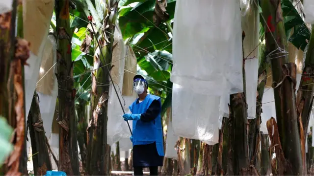 雲南西雙版納橄欖壩鎮的金山蕉園