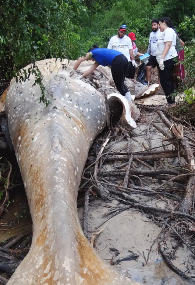 Conservacionistas junto a la carcasa de la ballena
