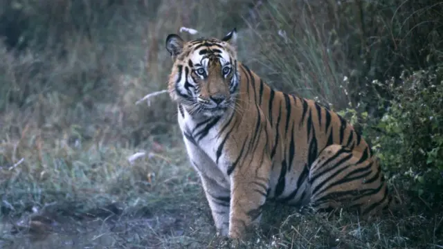 বাঘের সংখ্যাবৃদ্ধির খবরে উৎফুল্ল বন্যপ্রাণী বিশেষজ্ঞরা