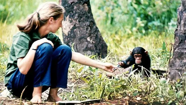 Jane Goodall com chimpanzé na África
