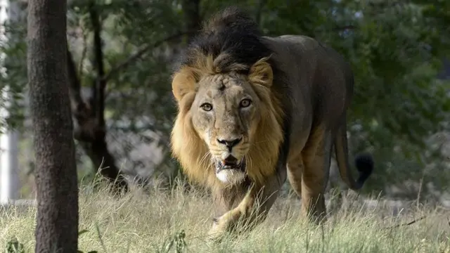 એશિયાઈ સિંહ