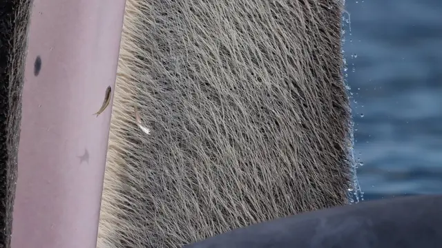 Una ballena comiendo.