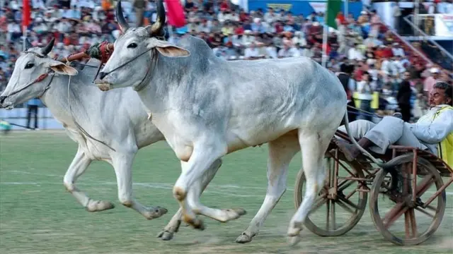 बैलगाडी शर्यत