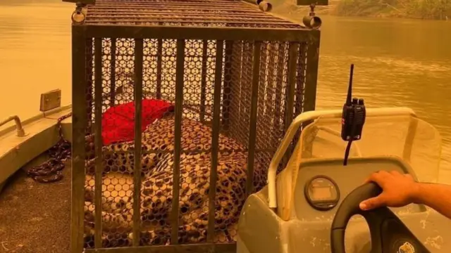 A rescued jaguar is transported on a boat