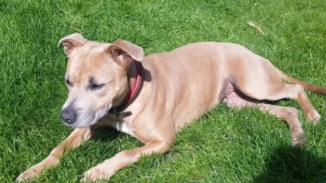 ये कुत्ते विलुप्त हो रही प्रजातियों को बचाते हैं