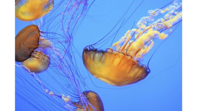 Grupo de medusas ortigas de mar (Chrysaora fuscescens).