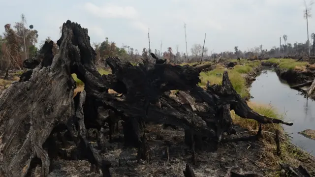 Emisi Karbon Gambut Indonesia Yang Rusak Setara Membakar 4500 7800