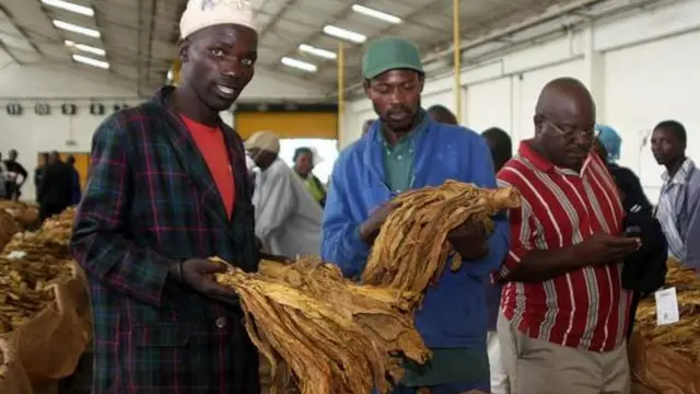 በአለም ዓቀፍ ደረጃ ከፍተኛ የትምባሆ አምራች ከሚባሉ አገራት ዚምባብዌ አንዷ ናት