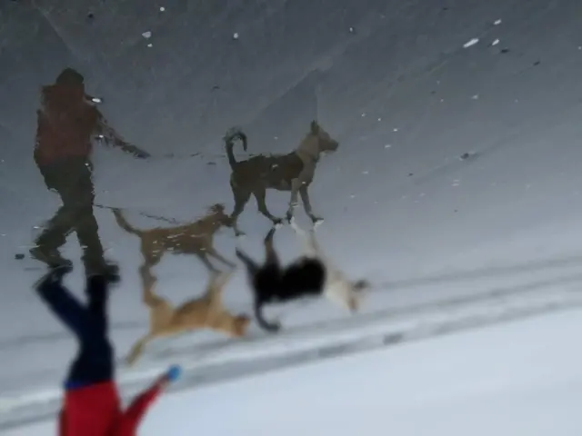 Perros y amo caminando sobre arena mojada