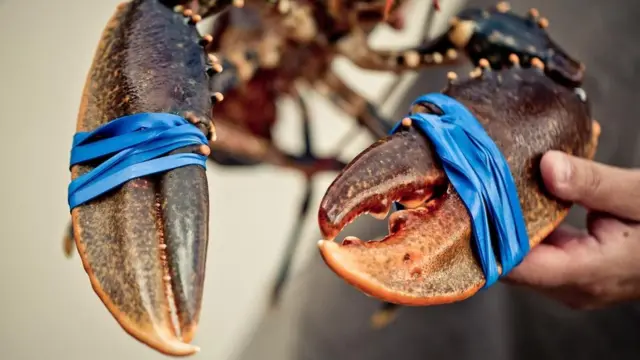 أربطة مطاطية تحيط ببعض سرطانات البحر