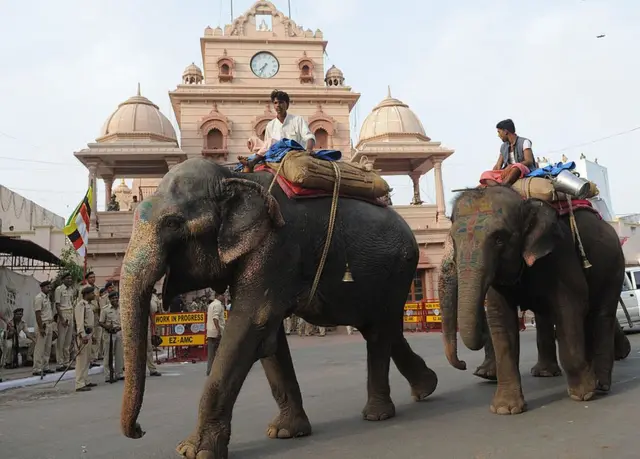 ఏనుగులు