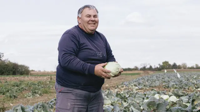 Berba kupusa ume da bude i veoma radostan događaj