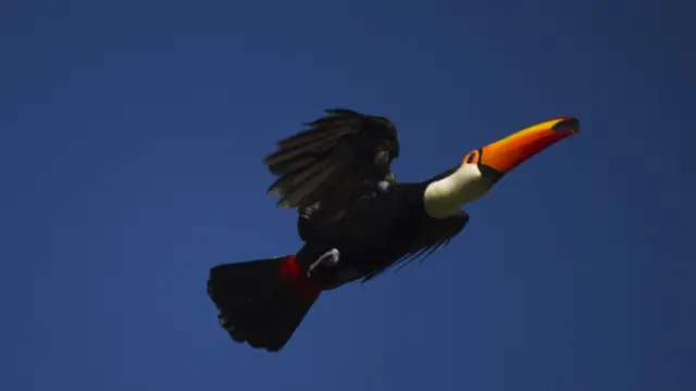 Tucano-toco