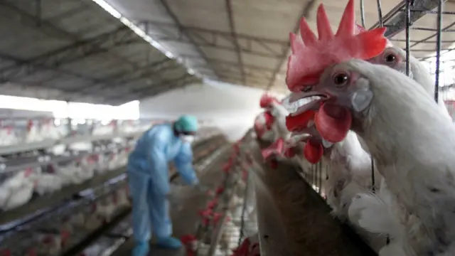 Un gallinero y un inspector con equipo de protección personal