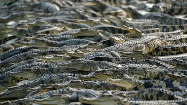 مزرعه پرورش تمساح