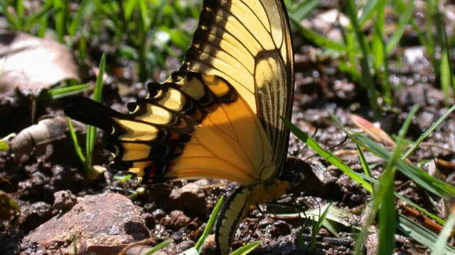 Borboleta Heraclides astyalus astyalus