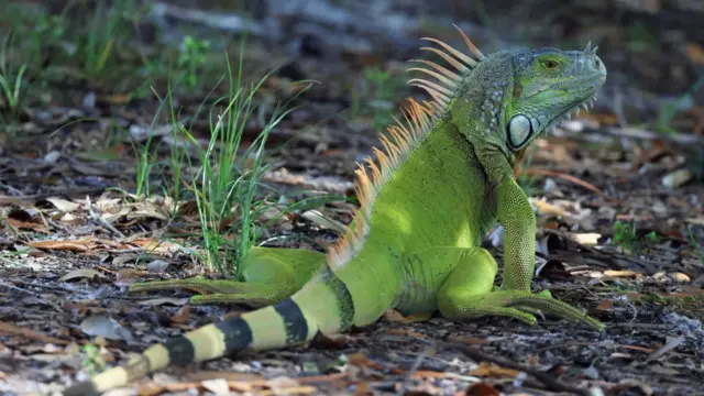 Iguana