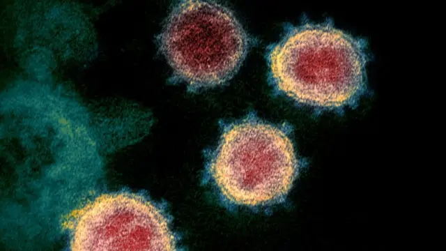 করোনাভাইরাস