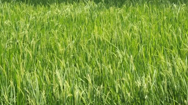 காவிரி டெல்டா