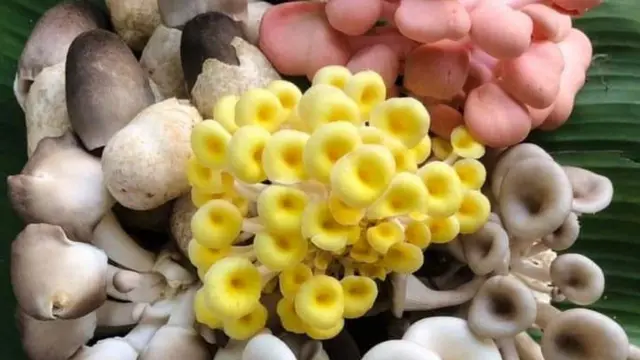 పుట్టగొడుగుల పెంపకం