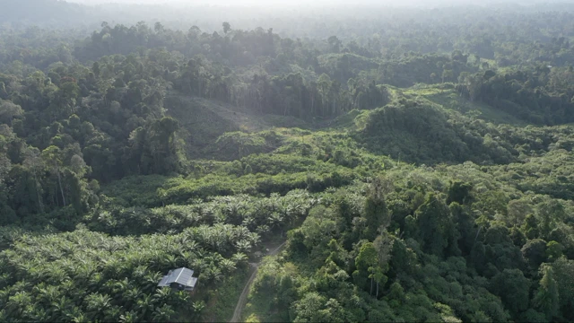 Punan Batu, Kalimantan, lingkungan, adat