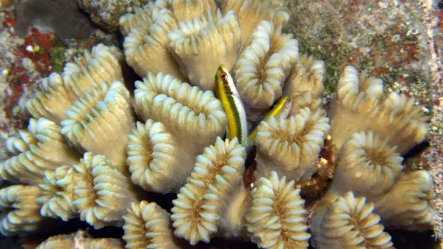 Individuos de la especie "Pez lábrido de cabeza azul"