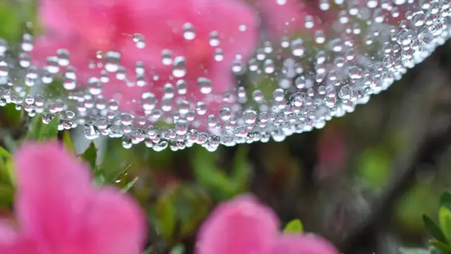 Seda de araña con agua