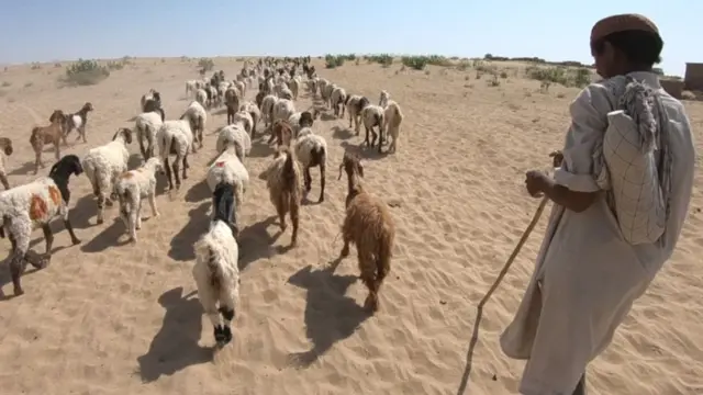 పాకిస్తాన్ థార్